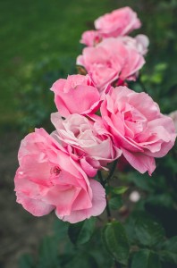 Trandafiri roz                  